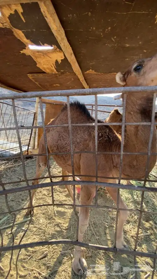 قعود للبيع 1