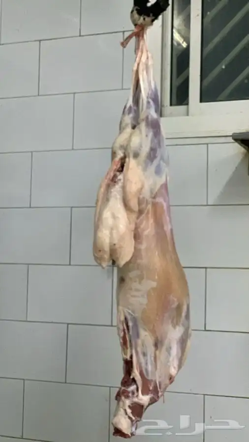 ذبايح مع الذبخ والتوصيل 40