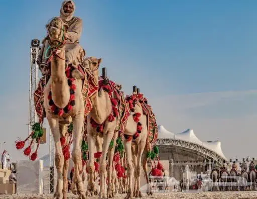 تاجير خيول وهجن وخياله وهجانه وصقور 1