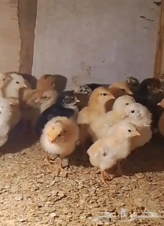 صيصان براهما وصيصان تركي فواخررر 5