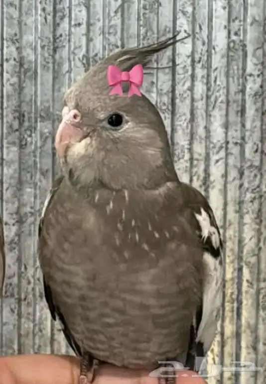 طير كروان هولندي رمادي غامق ضايع 3