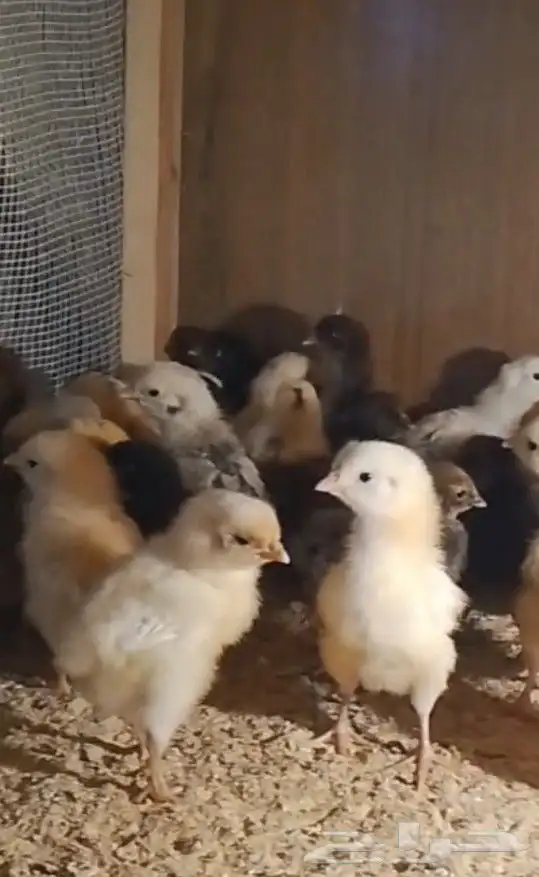 صيصان براهما وصيصان تركي فواخررر 4