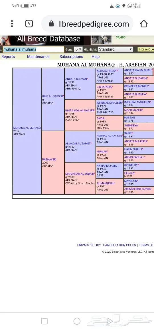 حصان مصري بيور للبيع 4