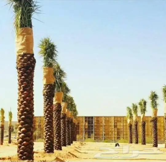 نخيل المجمعه 0