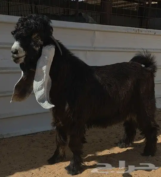 جذع عارضي خصم 1