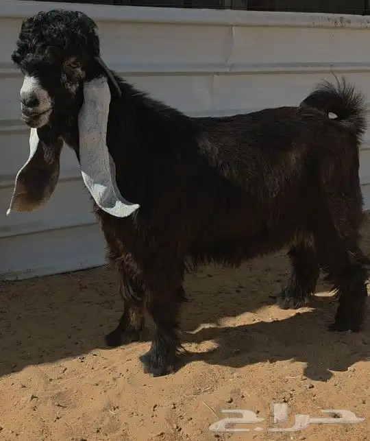 جذع عارضي خصم 0