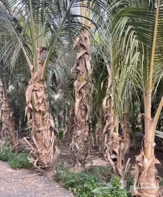 نخل للبيع جميع انواع أنخيل 7