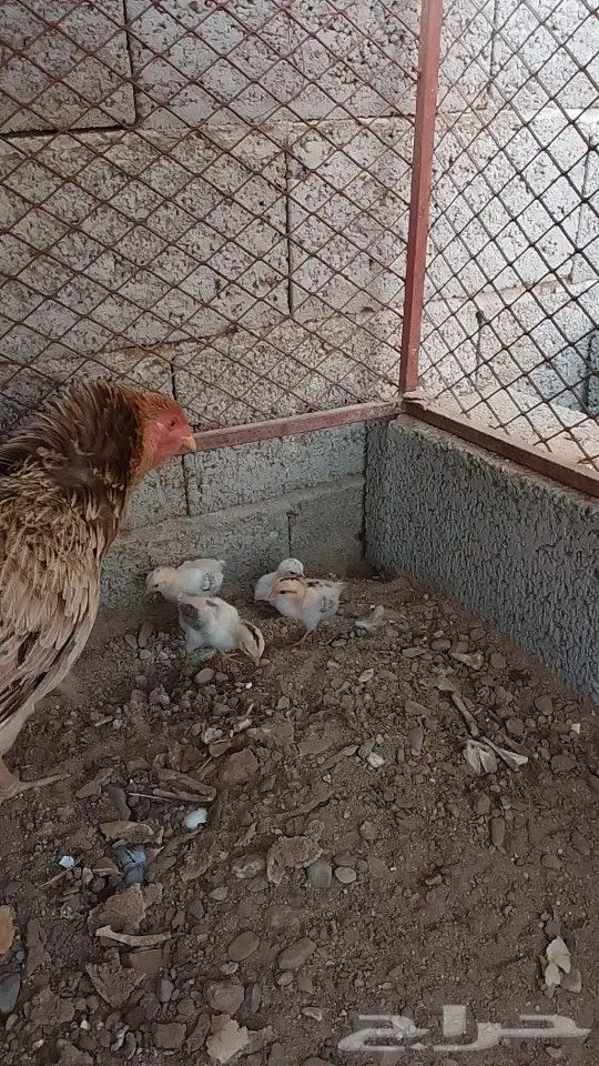 دجاجه مفرخه 0