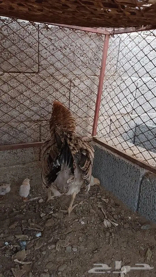 دجاجه مفرخه 1