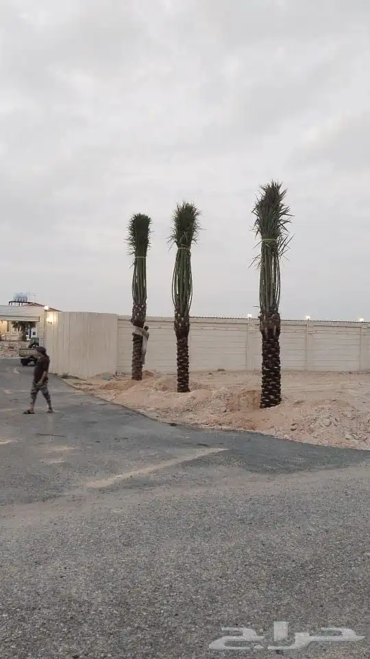زراعه جميع انواع النخيل العربي واشنطني واعمال الشبوك وتوريده 6