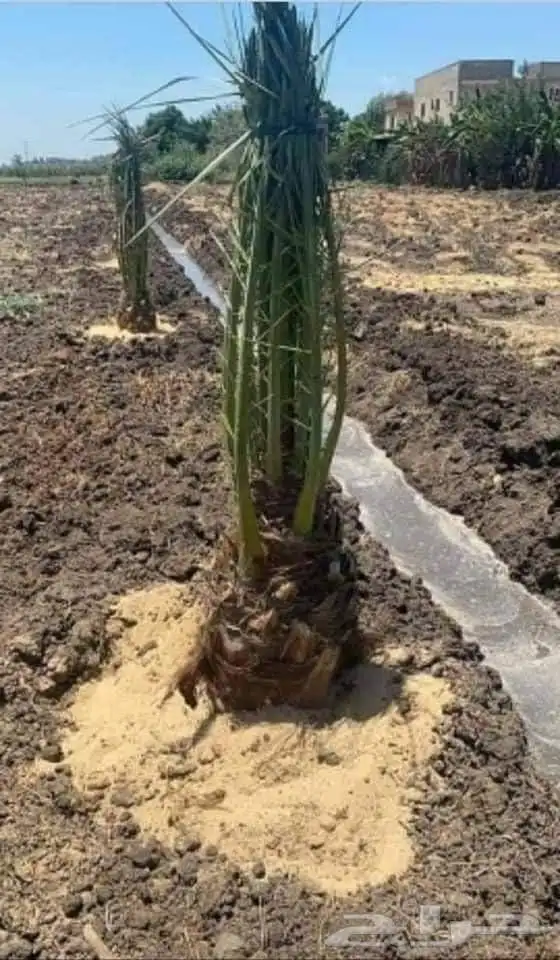 فسايل بجميع أنواعها المختلفه واحجامها 5