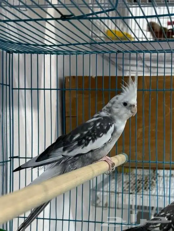 ذكر كروان هولندي 0