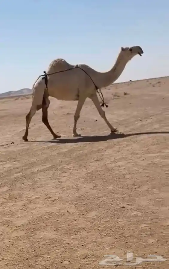 للبييع عشرا 0