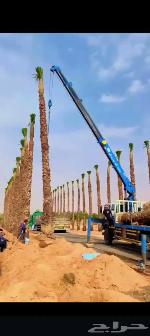 نخل للبيع بجميع انواعها 4