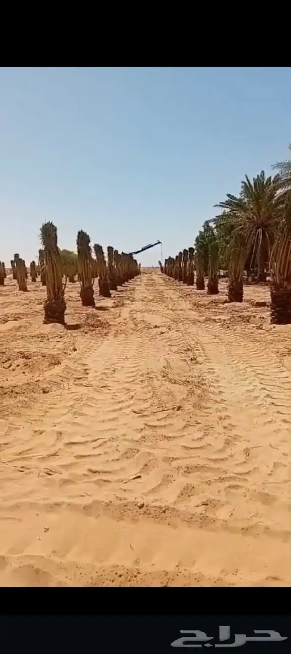 نخل للبيع بجميع انواعها 2
