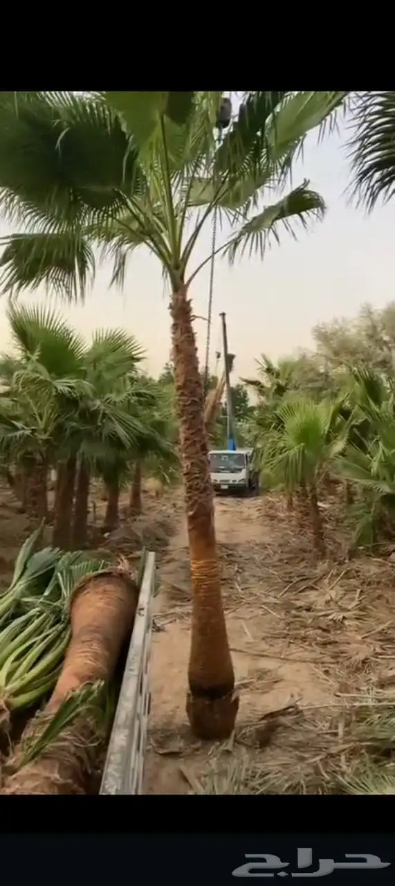نخل للبيع بجميع انواعها 6