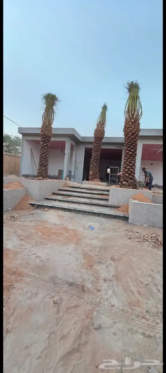 نخل للبيع بجميع انواعها 1