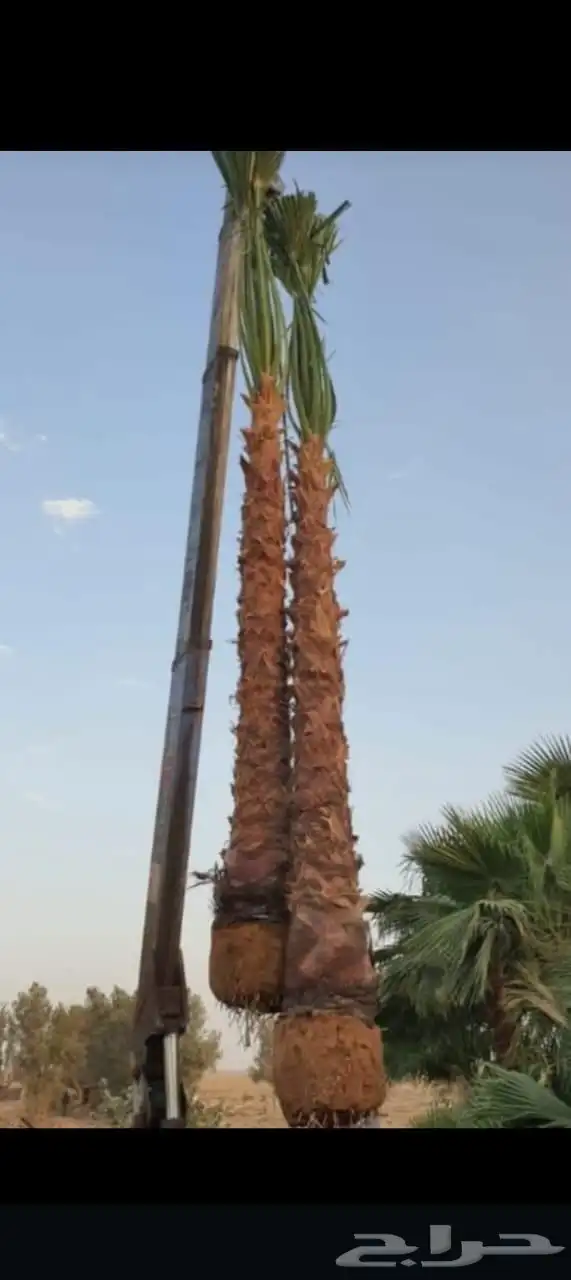 نخل للبيع بجميع انواعها 7
