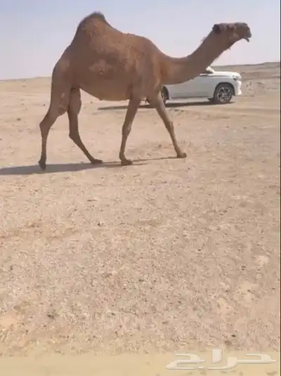 لبيع ضريبه كفو index