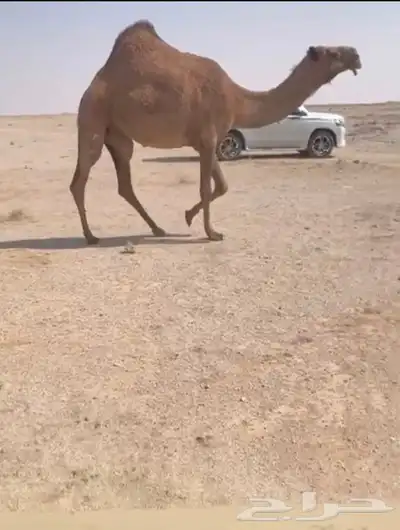 لبيع ضريبه كفو index