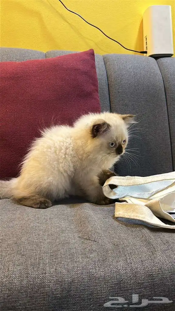 قطوتين للبيع 5