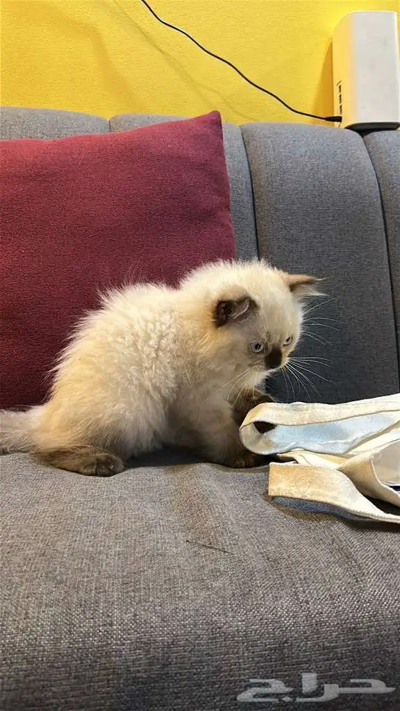 قطوتين للبيع 13