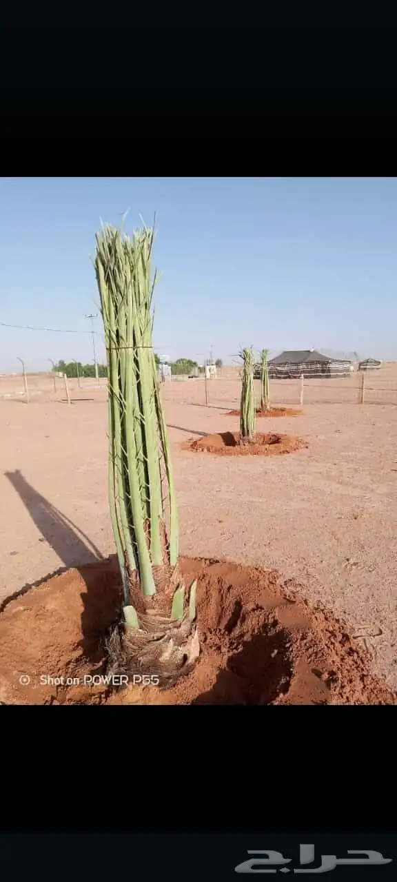 يوجد لدينا نخل عربي وشنطن 4