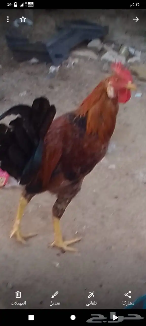 اثنين ديك للبيع واحد بكستاني واحد ديك بلدي على سوم 2