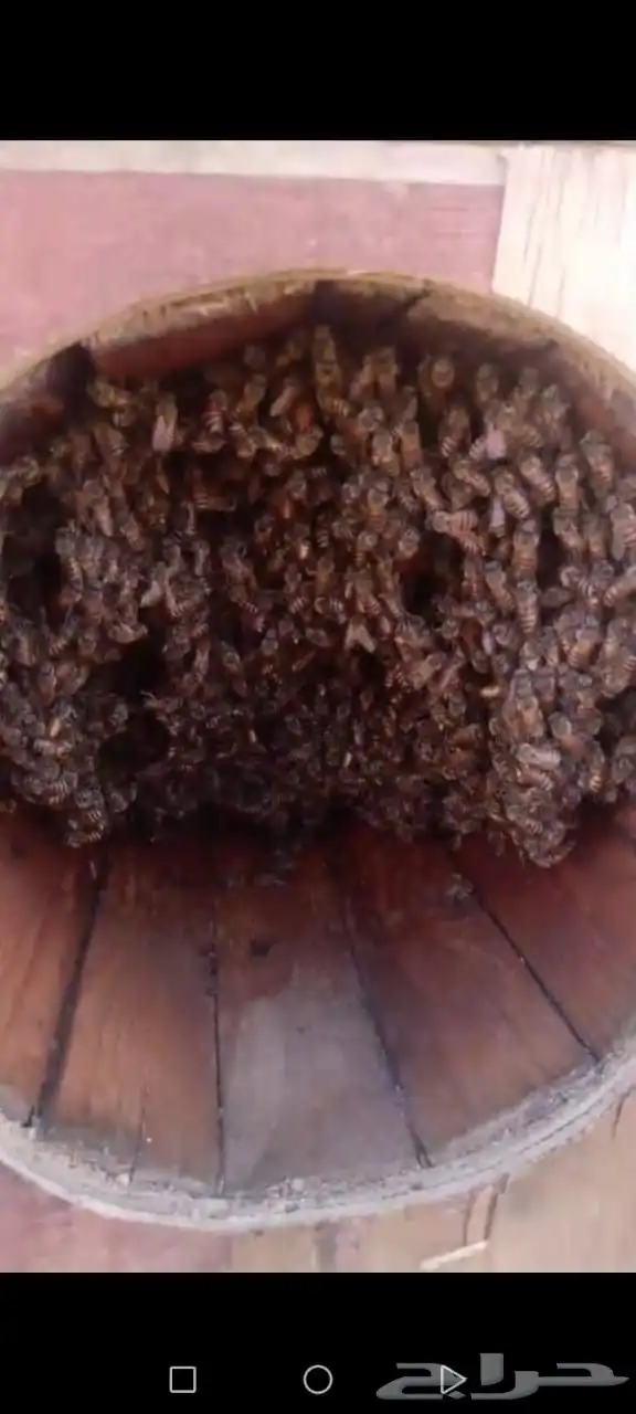 نحل بلدي العددد 87 فيه شي مكملت وشي من تصف 3