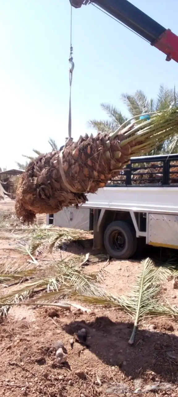 نحن نقوم بقلع الفروخ والجديل وتركيبهن 6