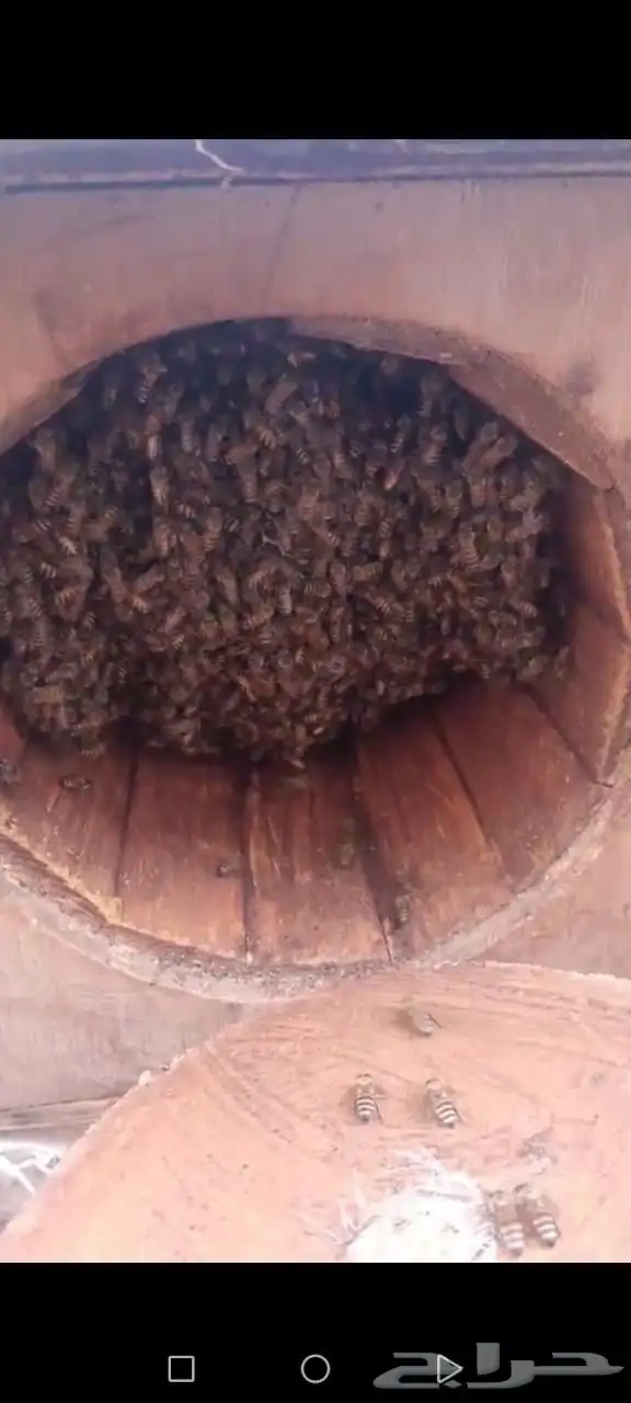 نحل بلدي العددد 87 فيه شي مكملت وشي من تصف 0
