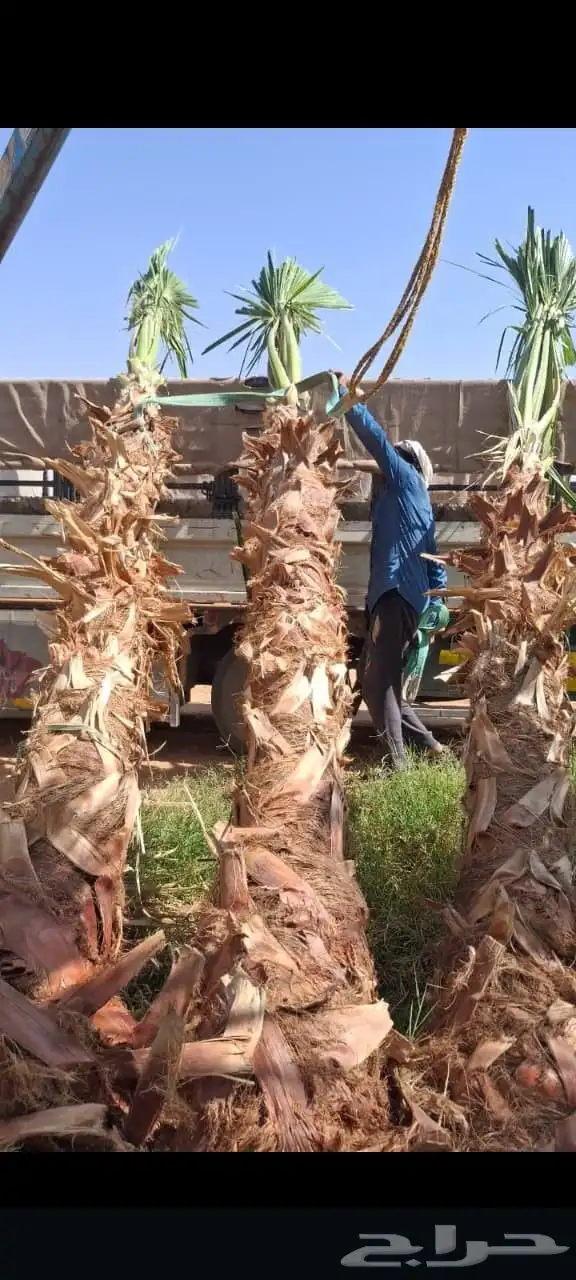 يوجد لدينا نخل عربي وشنطن 3