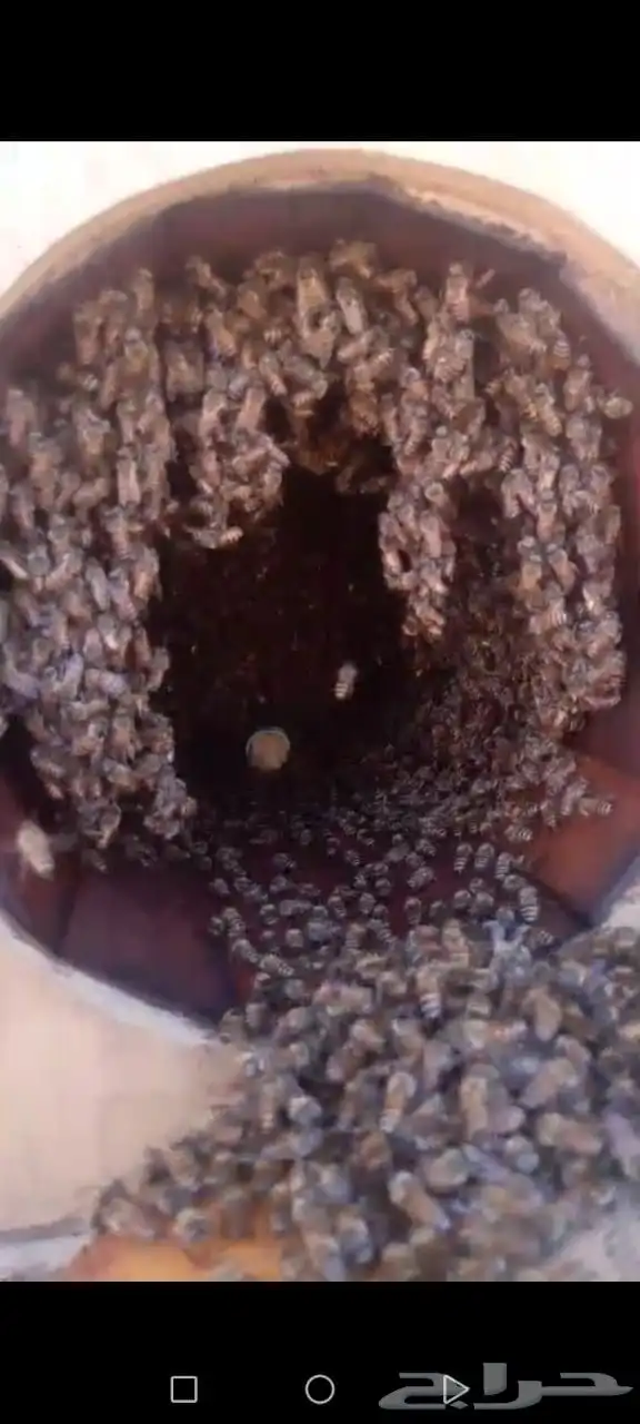 نحل بلدي العددد 87 فيه شي مكملت وشي من تصف 1