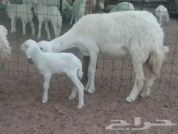 فحل حري صنف الصنف فاخر من الاخر 2