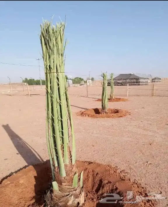 فسايل بجميع أنواعها المختلفه واحجامها 0