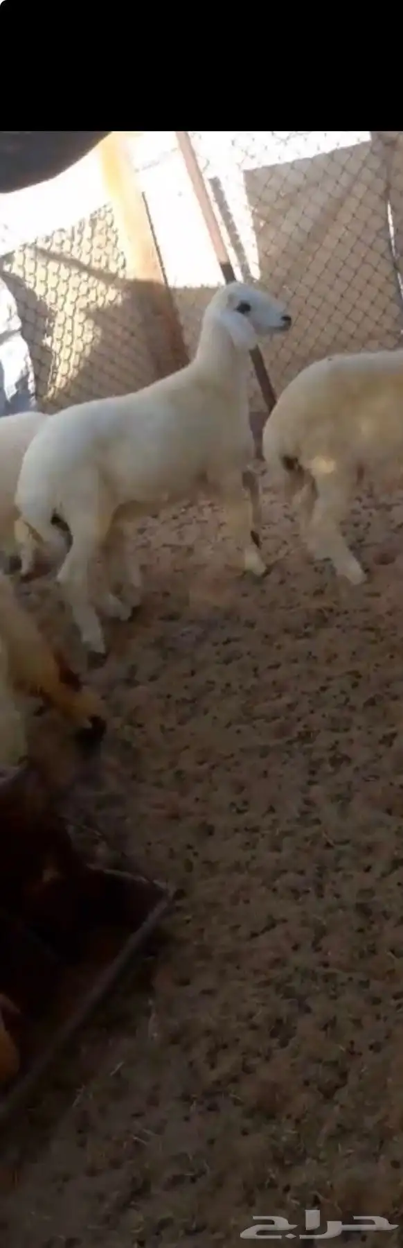 خروف 4 شهور ونص فل على شعير وبرسيم 0
