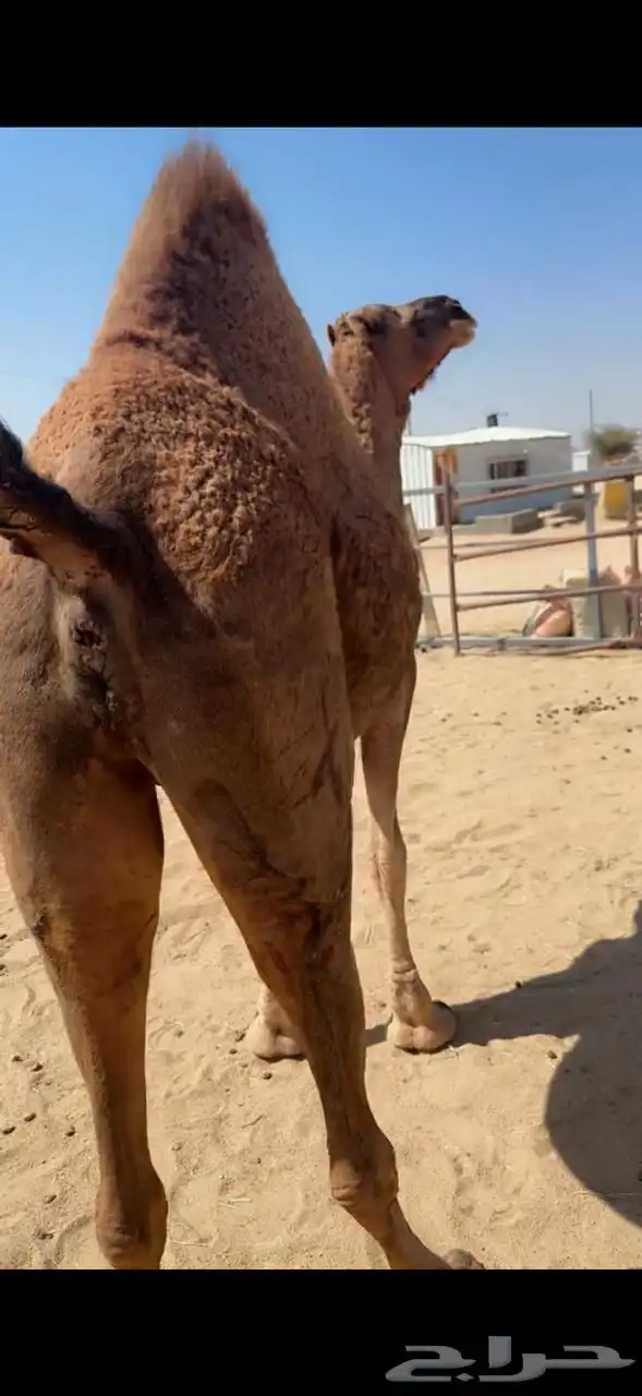 للبيع الا لقاح 1