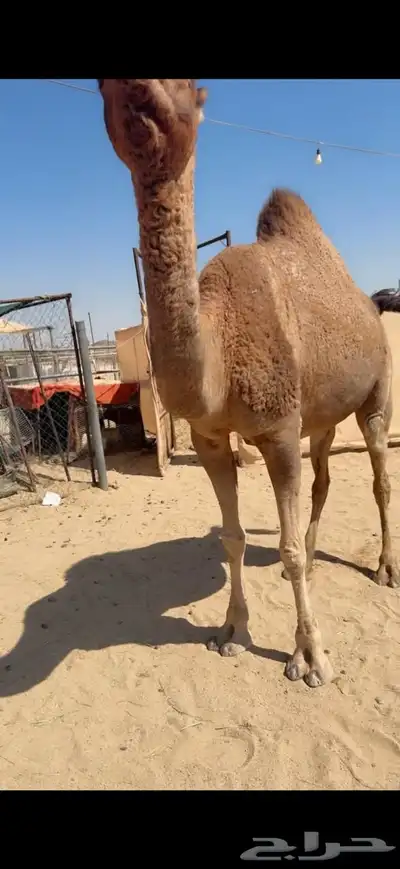 للبيع الا لقاح index