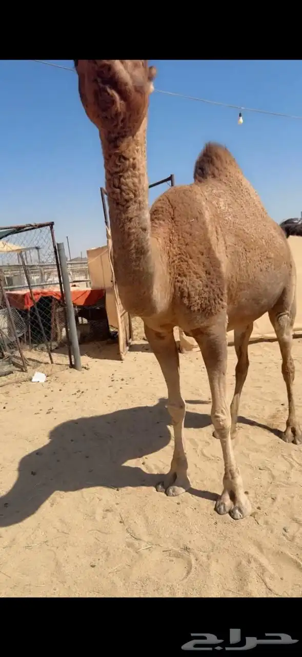 للبيع الا لقاح 0