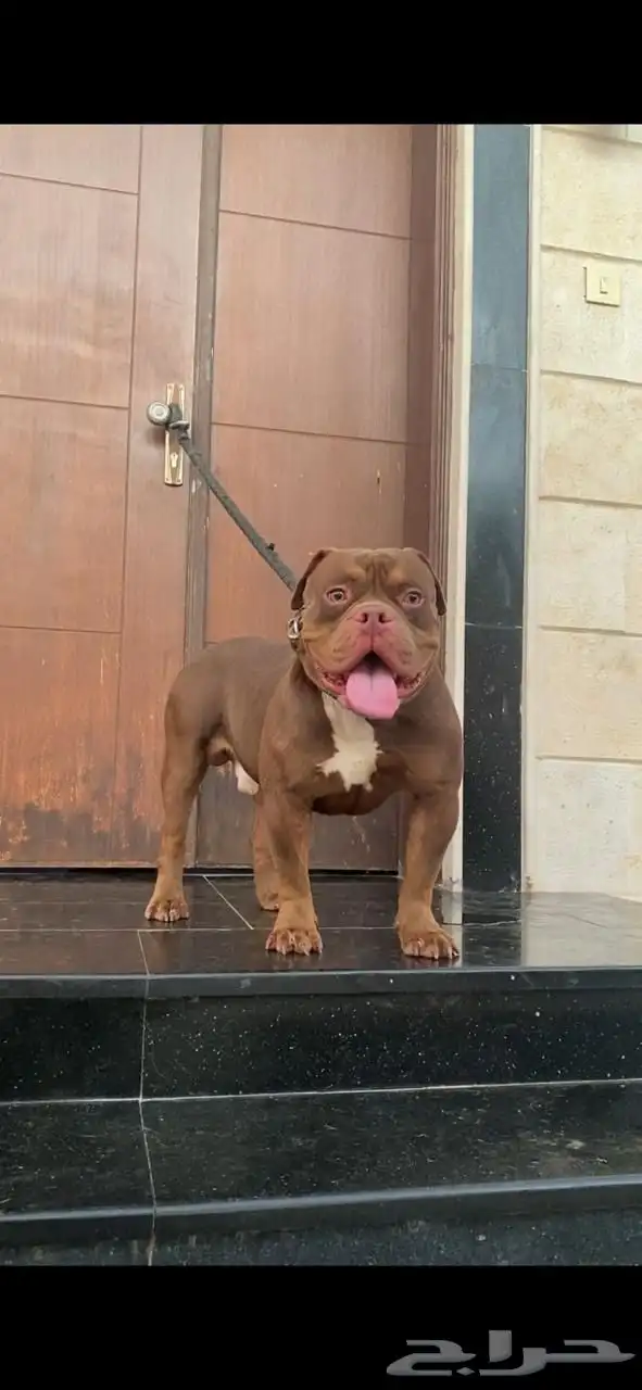 فندقة كلاب شمال جده 9