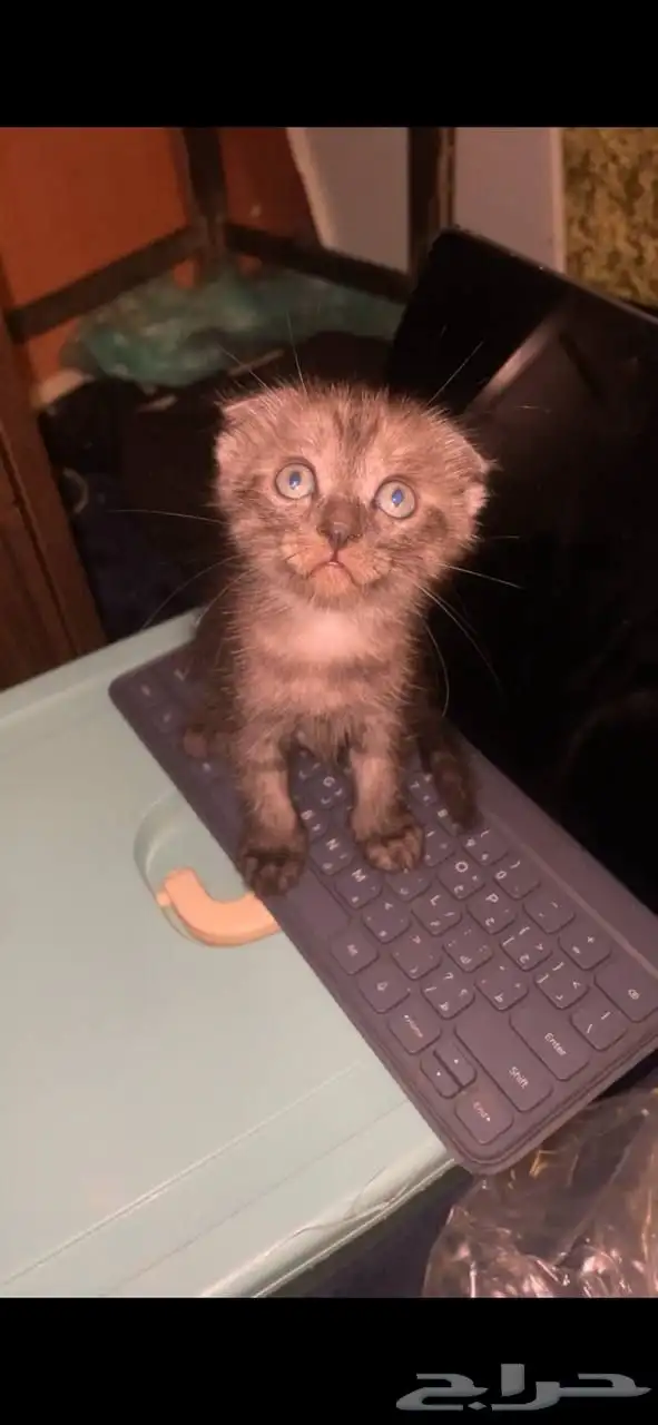 للتبني قطوتين اخوان لمن يخاف الله فيهمم 0