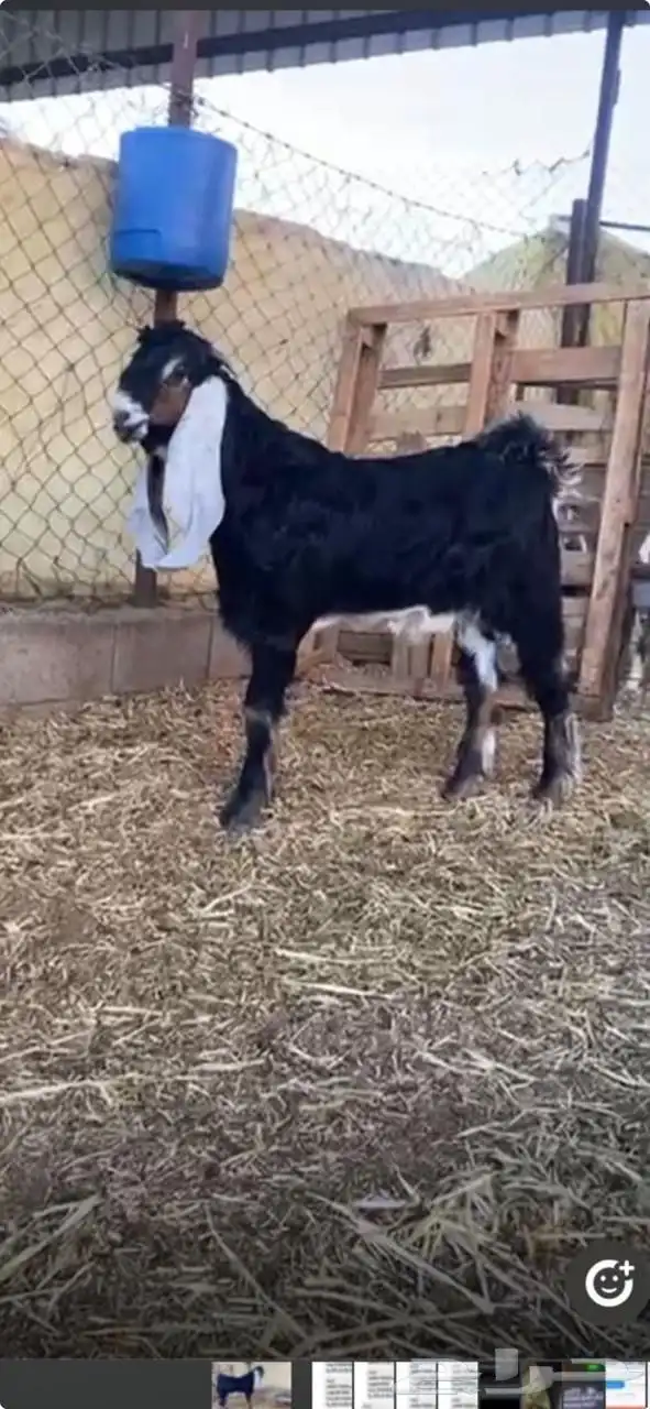 مشروع فحل عارضي عطر 0