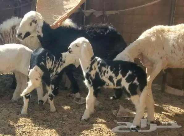 2 نعاج نجد تحتها 4 بهم 6