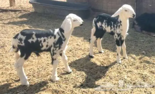 2 نعاج نجد تحتها 4 بهم 0