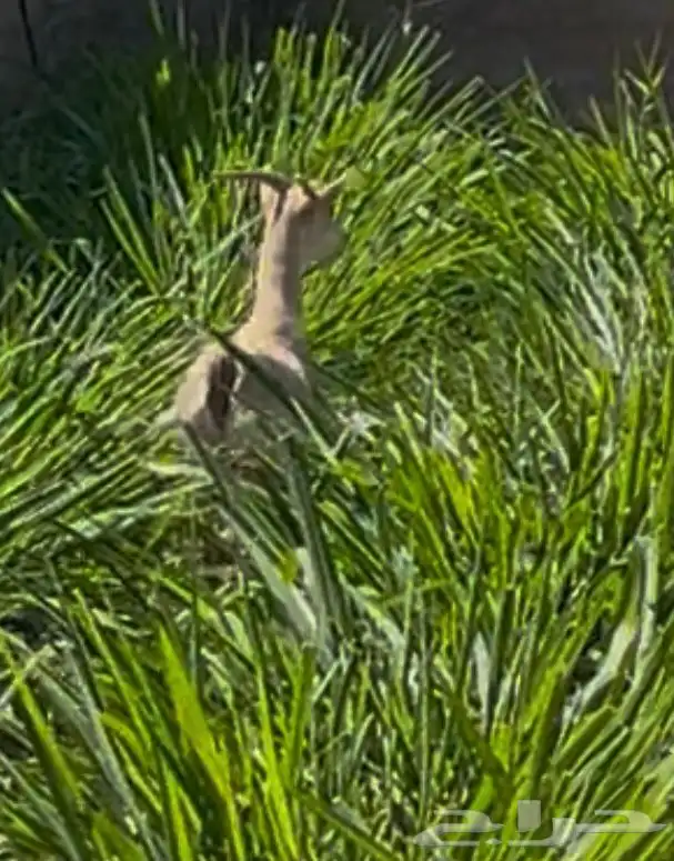 عنز جنوبيه دافع 1