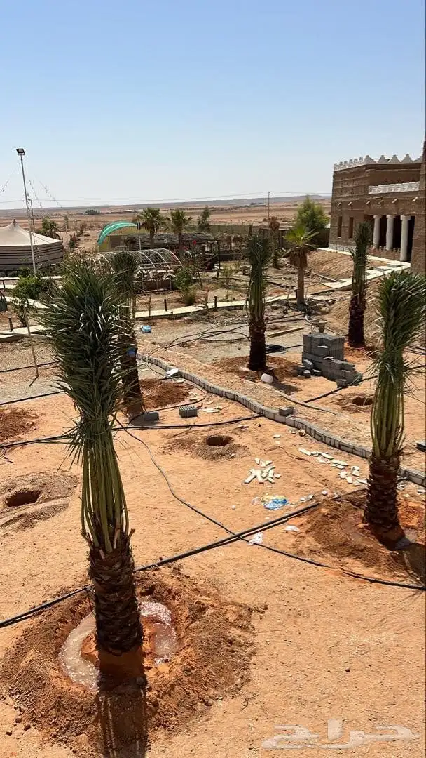 نخيل للبيع مثمر فسائل نقايل جثايث 5