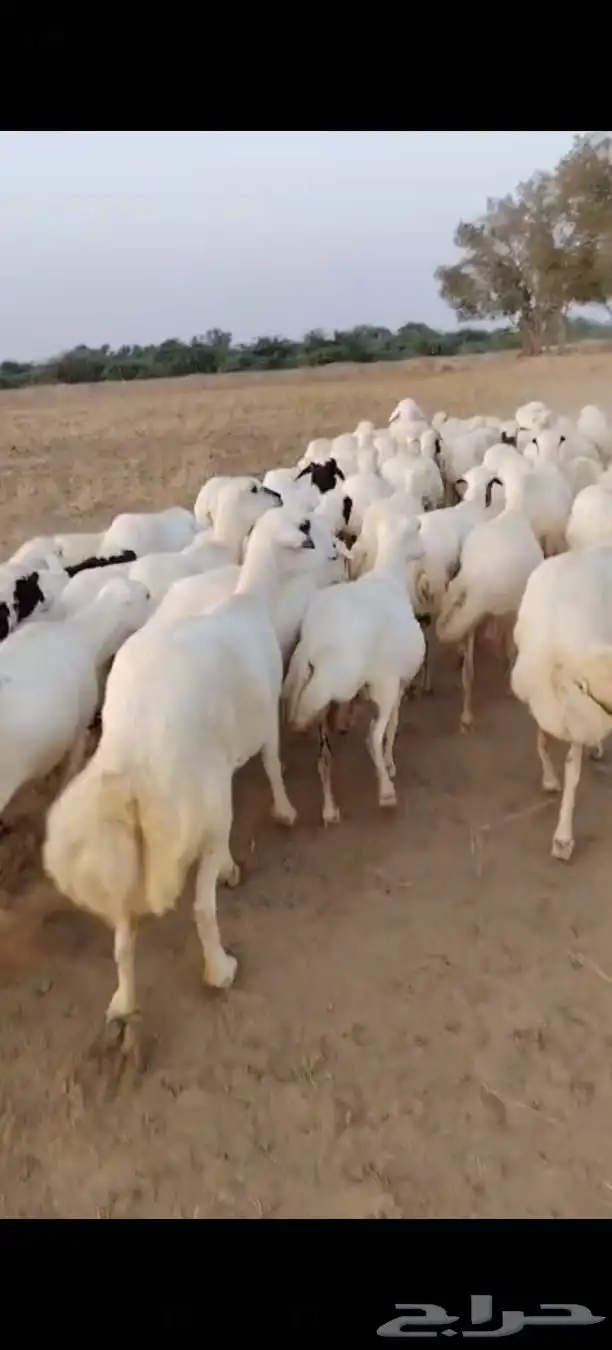 ضان رفيديات دفيع 0