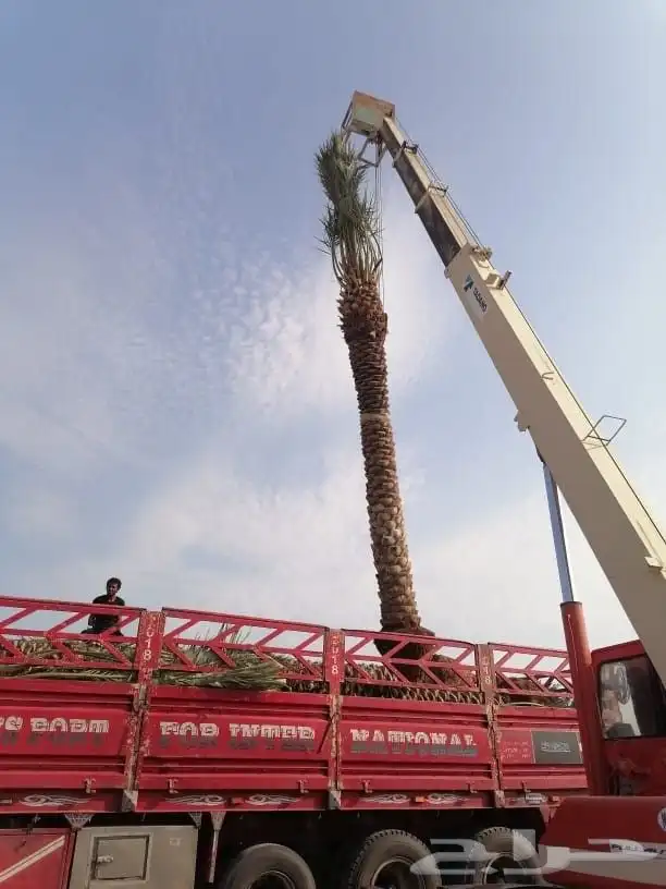 نخل للبيع جميع انواع أنخيل 4