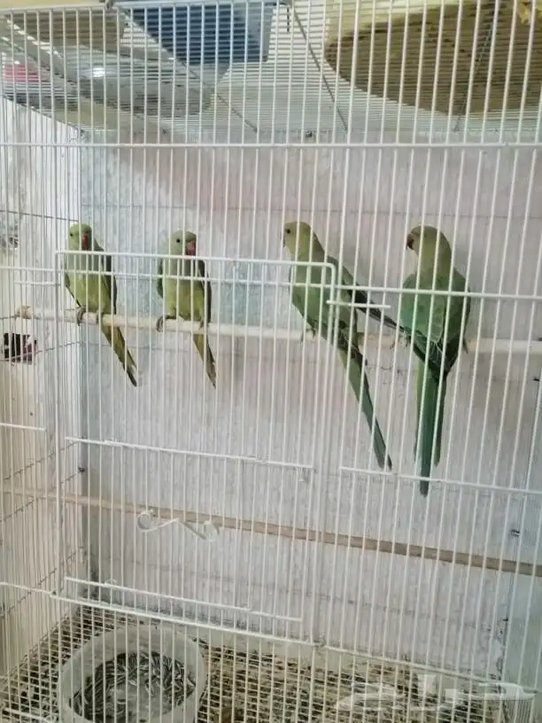 ببغاء دره للبيع 0