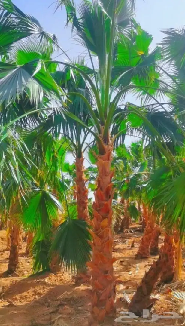 نخيل واشنطني زينه 4